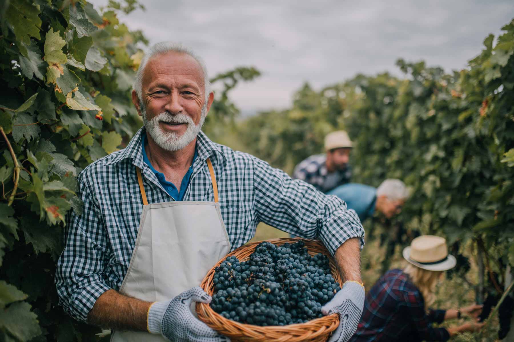 old-smiling-man-winery-1 old-smiling-man-winery-1