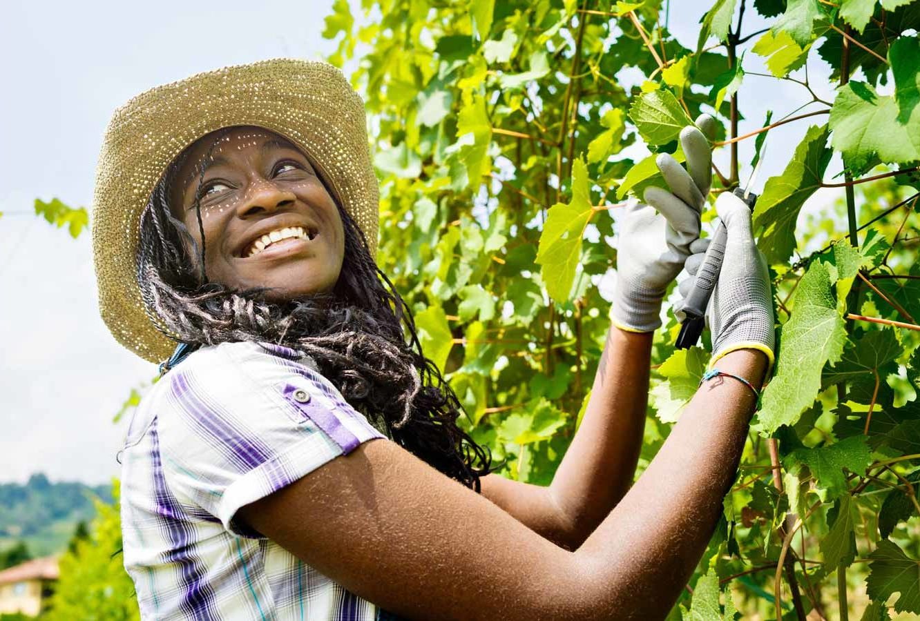 smiling-african-girl-vineyard-1 smiling-african-girl-vineyard-1