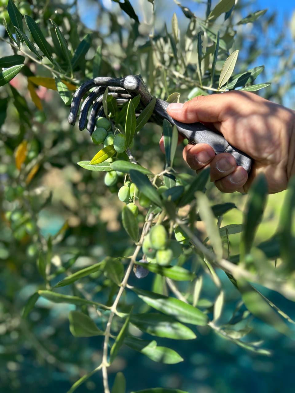 raccolta_olive_ascoli_piceno